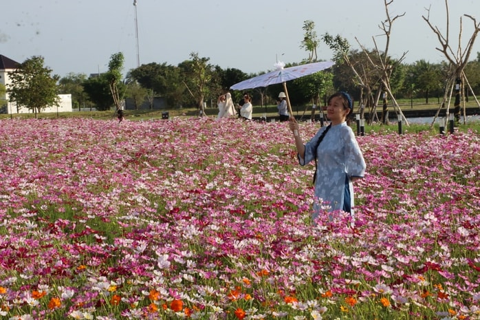 VIDEO: Cánh đồng hoa sao nhái tuyệt đẹp ở Cà Mau - Ảnh 8.