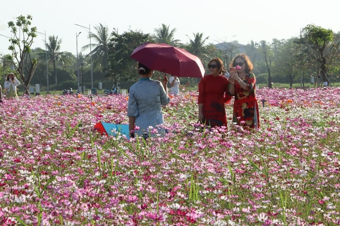 VIDEO: Cánh đồng hoa sao nhái tuyệt đẹp ở Cà Mau - Ảnh 10.