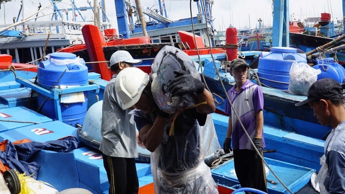 Trúng đậm cá ngừ đại dương, ngư dân Gia Lai vui Tết lớn - Ảnh 2.