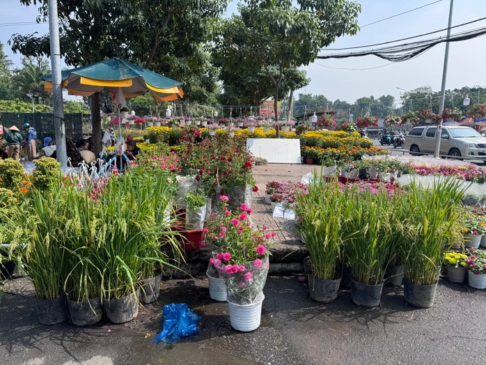 Khám phá các lọai hoa kiểng lạ tại chợ hoa Tết 2026 ở TP HCM - Ảnh 11.