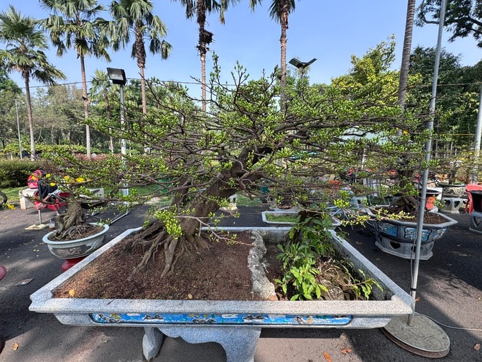 Khám phá các lọai hoa kiểng lạ tại chợ hoa Tết 2026 ở TP HCM - Ảnh 8.