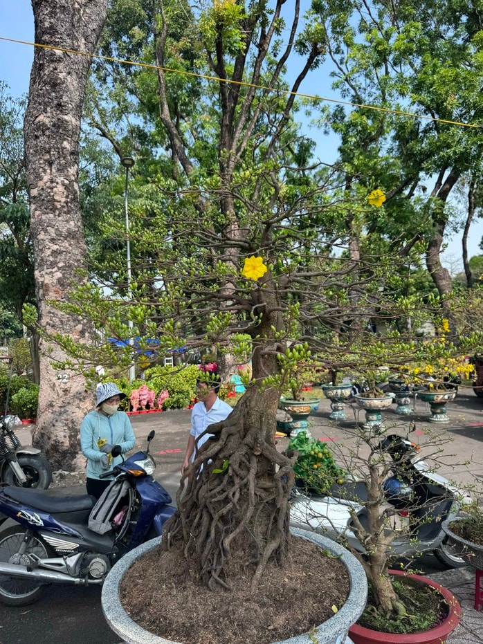 Khám phá các lọai hoa kiểng lạ tại chợ hoa Tết 2026 ở TP HCM - Ảnh 7.