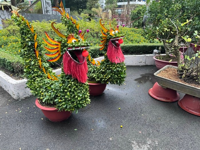 Khám phá các lọai hoa kiểng lạ tại chợ hoa Tết 2026 ở TP HCM - Ảnh 2.