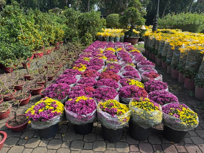 Khám phá các lọai hoa kiểng lạ tại chợ hoa Tết 2026 ở TP HCM - Ảnh 14.