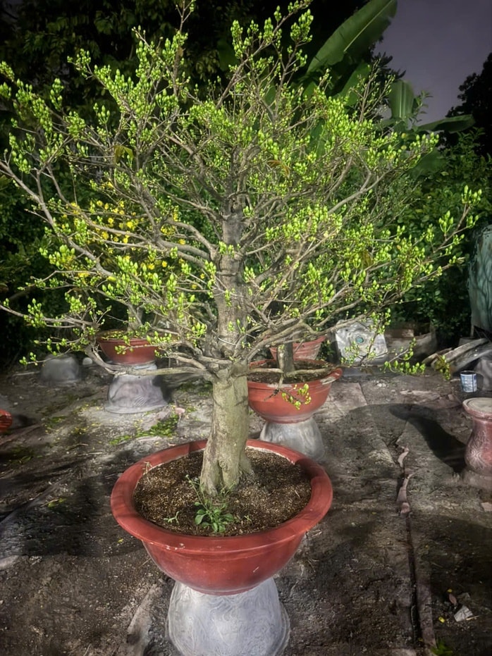 Dịch vụ cho thuê mai Tết 2026 gặp khó khăn vì cạnh tranh mai giá rẻ - Ảnh 3.