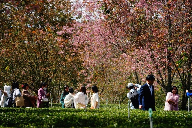Nơi mùa xuân rực rỡ mai anh đào, hút khách check-in- Ảnh 1.