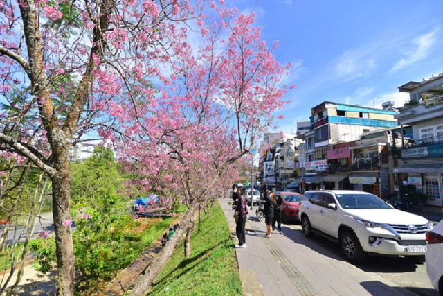 Nơi mùa xuân rực rỡ mai anh đào, hút khách check-in- Ảnh 2.