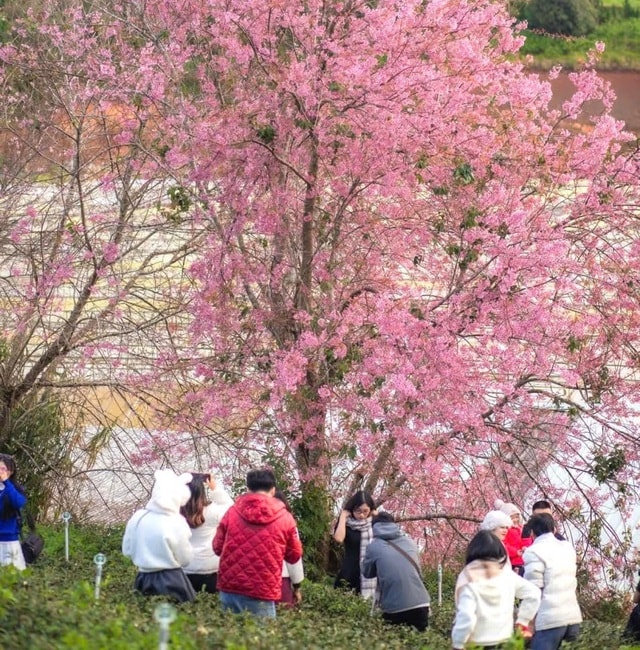 Nơi mùa xuân rực rỡ mai anh đào, hút khách check-in- Ảnh 3.