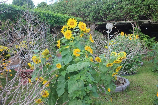 Nơi hội tụ các loài hoa và nghề truyền thống đón khách du xuân- Ảnh 9.