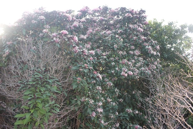 Nơi hội tụ các loài hoa và nghề truyền thống đón khách du xuân- Ảnh 11.