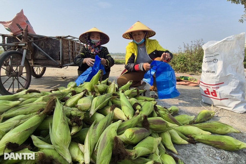 Ngô vừa được bẻ lên bờ ruộng, nông dân có tiền tươi thóc thật để sắm Tết - 3