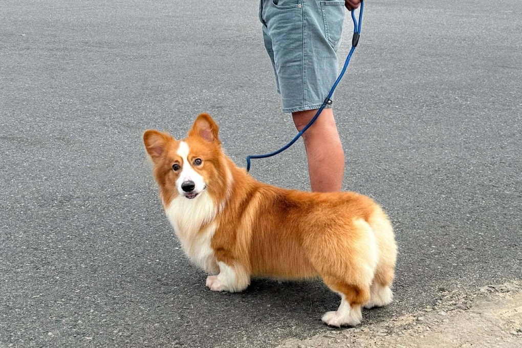 Dịch vụ chăm sóc thú cưng “cháy lịch” dịp Tết, chủ tiệm làm việc xuyên đêm - 6 Dịch vụ chăm sóc thú cưng “cháy lịch” dịp Tết, chủ tiệm làm việc xuyên đêm - 6