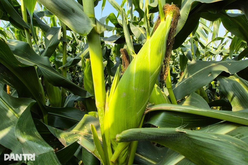 Ngô vừa được bẻ lên bờ ruộng, nông dân có tiền tươi thóc thật để sắm Tết - 2
