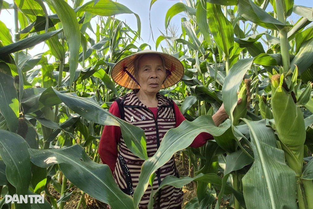 Ngô vừa được bẻ lên bờ ruộng, nông dân có tiền tươi thóc thật để sắm Tết - 1