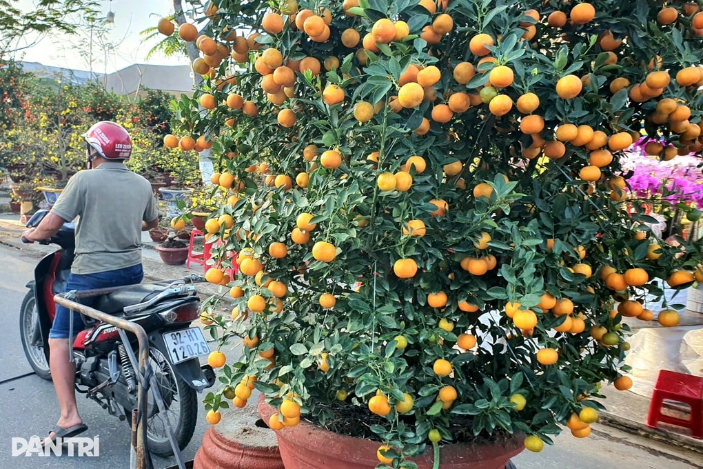 Nghề phu hoa kiếm tiền triệu ngày cuối năm - 3