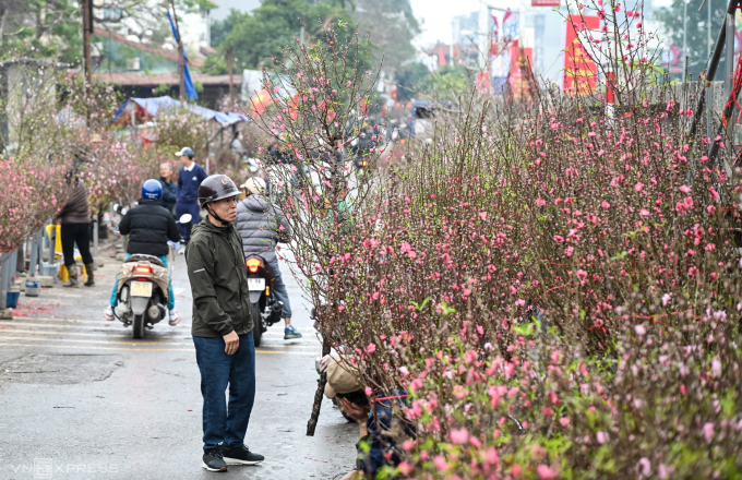 Một người đàn ông đang xem đào ở chợ hoa Quảng An, phường Tây Hồ, Hà Nội, ngày 11/2. Ảnh: Giang Huy