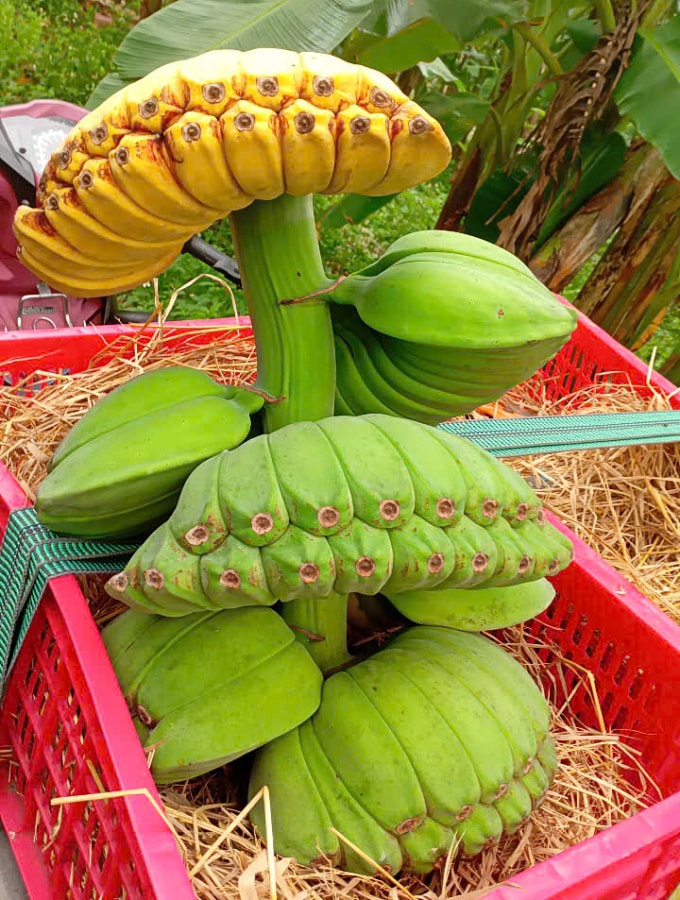 Chuối bàn tay Phật khi chín dẻo, ngọt, mùi thơm đặc trưng và có thể dùng như trái cây thông thường. Ảnh: Phước Tuấn