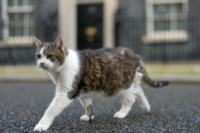 Đệ nhất mèo Larry trước số 10 phố Downing ở London ngày 13/1. Ảnh: AP