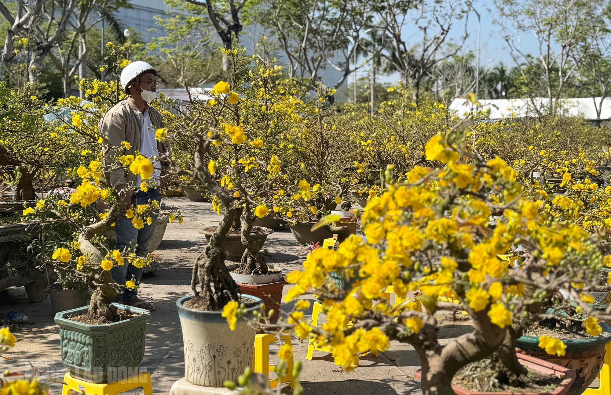 Chợ hoa Đà Nẵng ế ẩm ngày 28 Tết, tiểu thương “đứng ngồi không yên” - Ảnh 9.