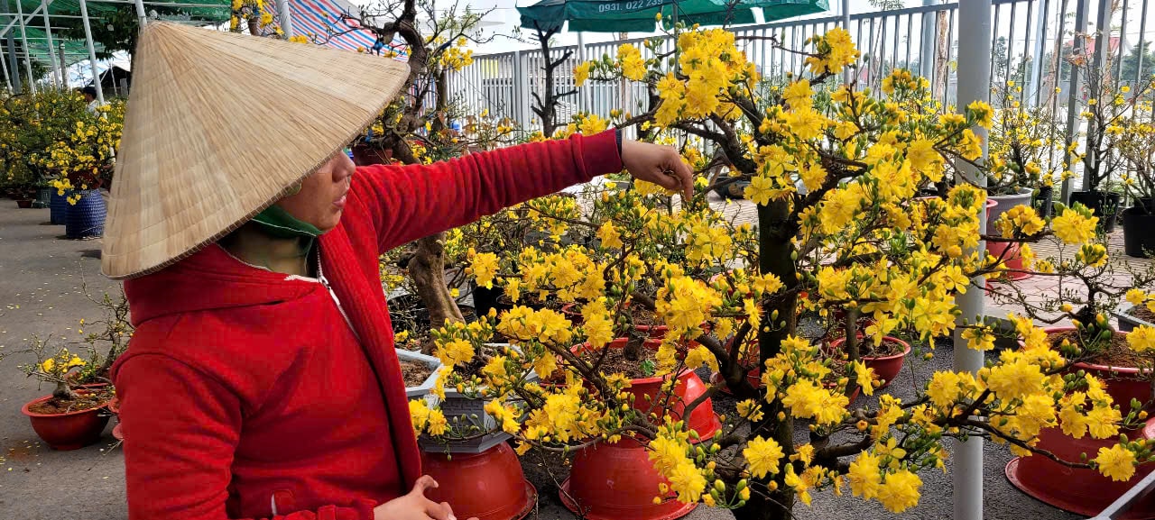 Tình hình kinh tế hoa kiểng tại Đồng Tháp và Cần Thơ năm 2026 - Ảnh 4.