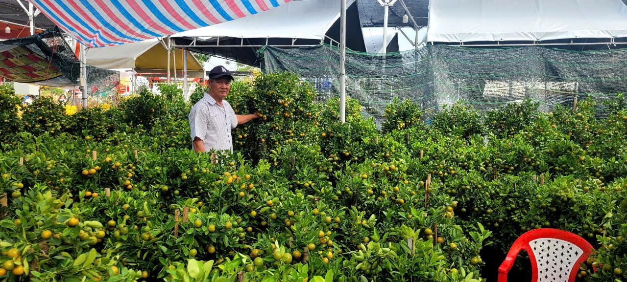 Tình hình kinh tế hoa kiểng tại Đồng Tháp và Cần Thơ năm 2026 - Ảnh 8.