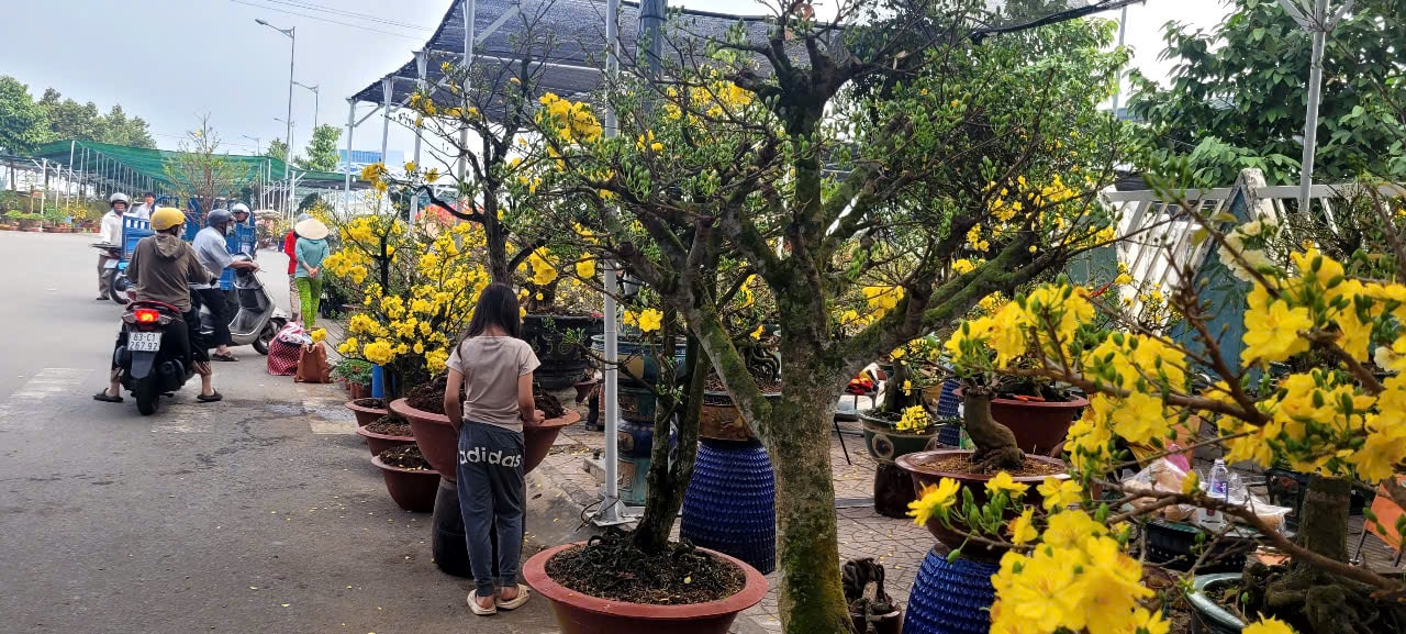 Tình hình kinh tế hoa kiểng tại Đồng Tháp và Cần Thơ năm 2026 - Ảnh 10.