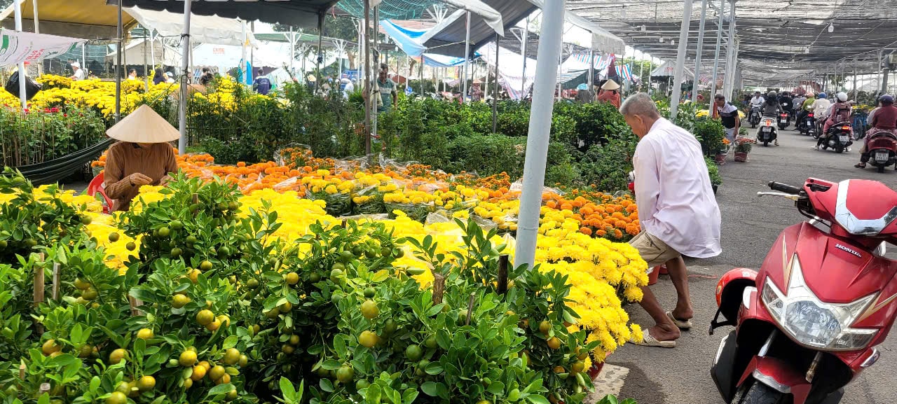Tình hình kinh tế hoa kiểng tại Đồng Tháp và Cần Thơ năm 2026 - Ảnh 11.