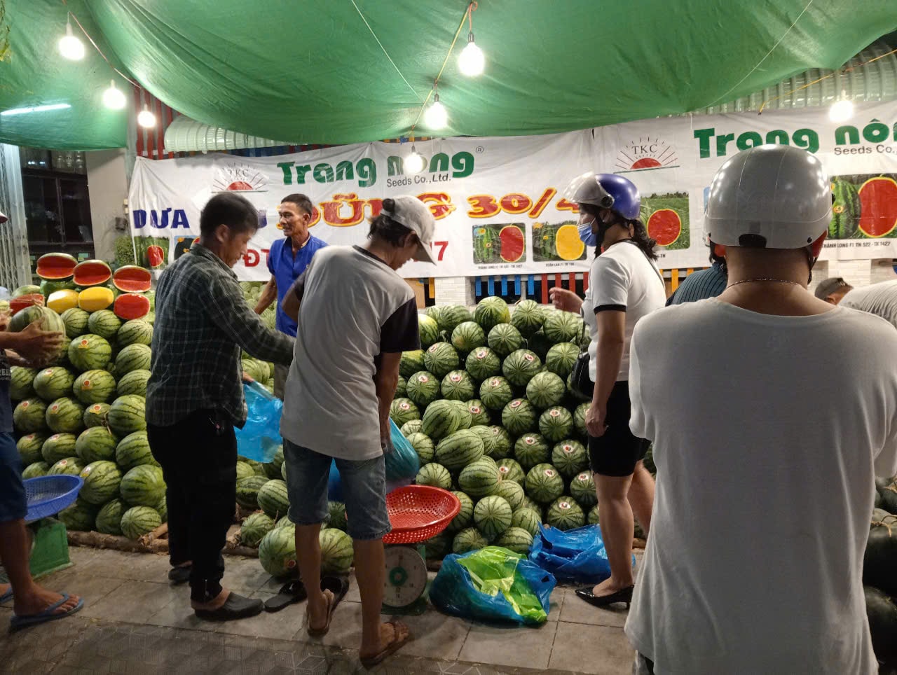 Dưa hấu Cần Thơ giảm giá kỷ lục 8 . 000 Đồng / kg trước Tết Nguyên đán 2026 - Ảnh 11.