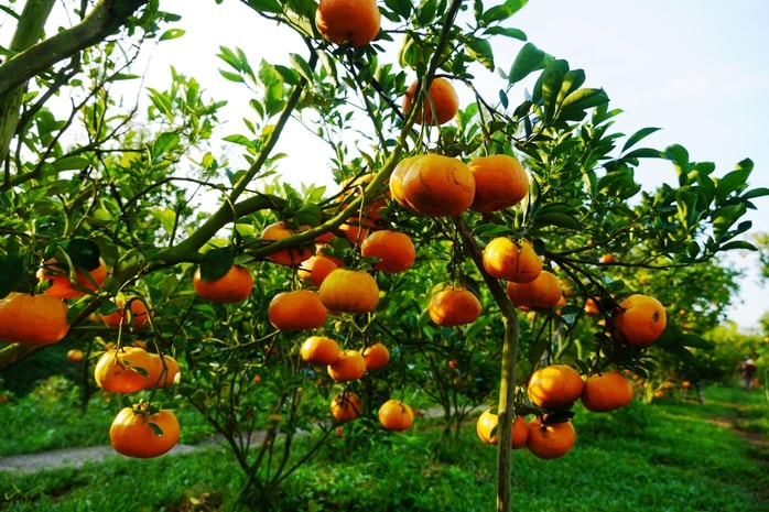 Nhà vườn tất bật thu hoạch quýt hồng ngày cuối để đón Tết - Ảnh 3.