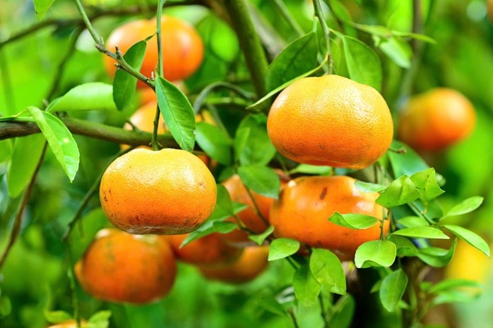 Nhà vườn tất bật thu hoạch quýt hồng ngày cuối để đón Tết - Ảnh 2.