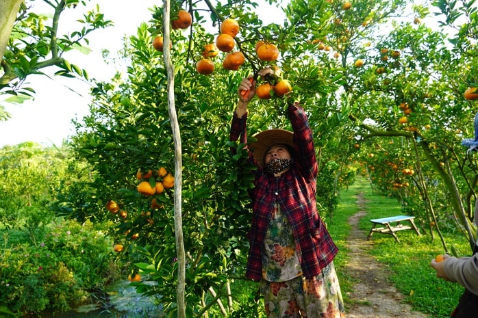 Nhà vườn tất bật thu hoạch quýt hồng ngày cuối để đón Tết - Ảnh 4.