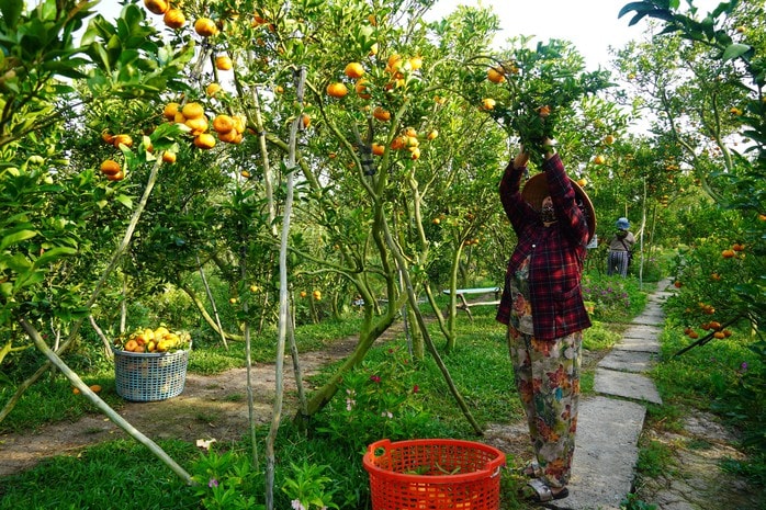 Nhà vườn tất bật thu hoạch quýt hồng ngày cuối để đón Tết - Ảnh 5.