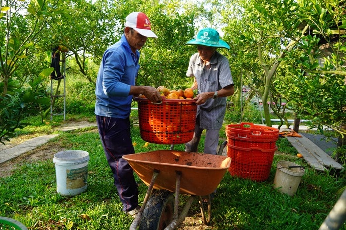 Nhà vườn tất bật thu hoạch quýt hồng ngày cuối để đón Tết - Ảnh 6.