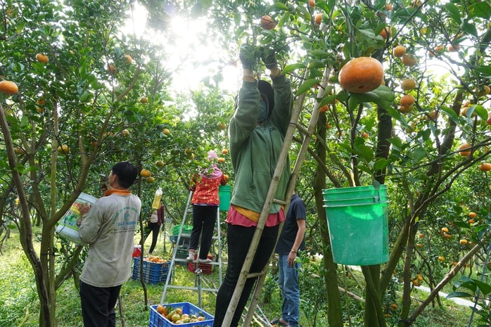 Nhà vườn tất bật thu hoạch quýt hồng ngày cuối để đón Tết - Ảnh 8.