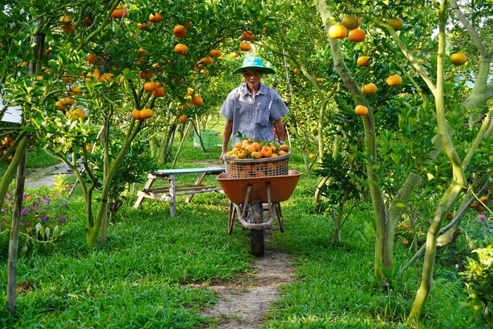 Nhà vườn tất bật thu hoạch quýt hồng ngày cuối để đón Tết - Ảnh 12.