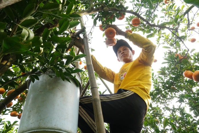 Nhà vườn tất bật thu hoạch quýt hồng ngày cuối để đón Tết - Ảnh 11.