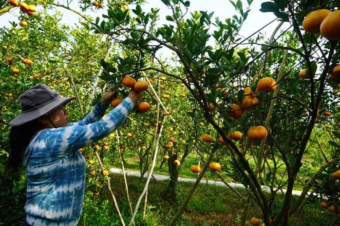 Nhà vườn tất bật thu hoạch quýt hồng ngày cuối để đón Tết - Ảnh 10.