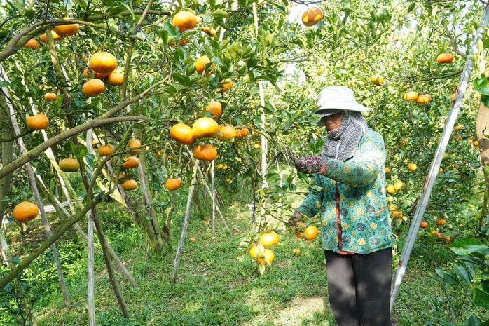 Nhà vườn tất bật thu hoạch quýt hồng ngày cuối để đón Tết - Ảnh 9.