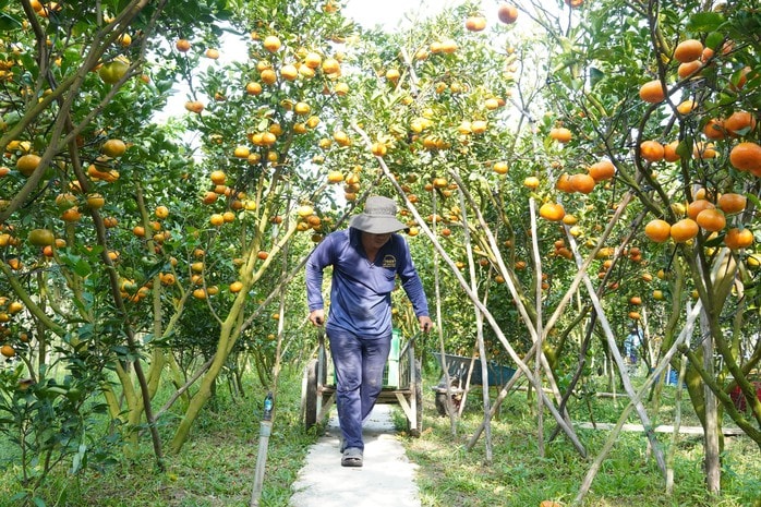 Nhà vườn tất bật thu hoạch quýt hồng ngày cuối để đón Tết - Ảnh 14.