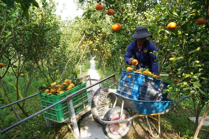 Nhà vườn tất bật thu hoạch quýt hồng ngày cuối để đón Tết - Ảnh 13.