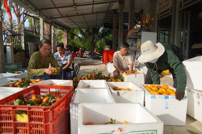 Nhà vườn tất bật thu hoạch quýt hồng ngày cuối để đón Tết - Ảnh 17.