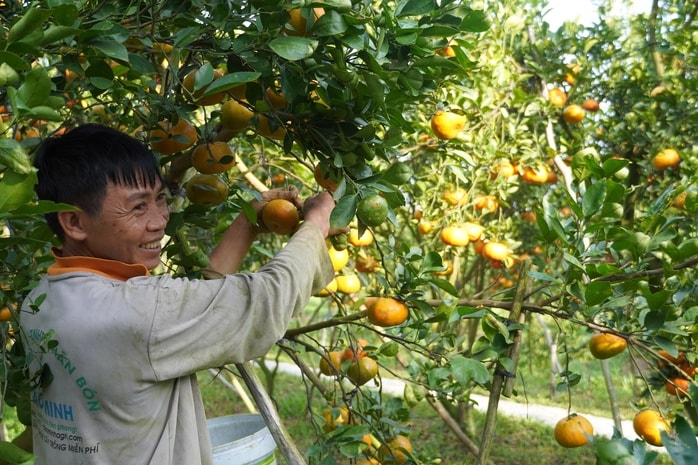 Nhà vườn tất bật thu hoạch quýt hồng ngày cuối để đón Tết - Ảnh 19.