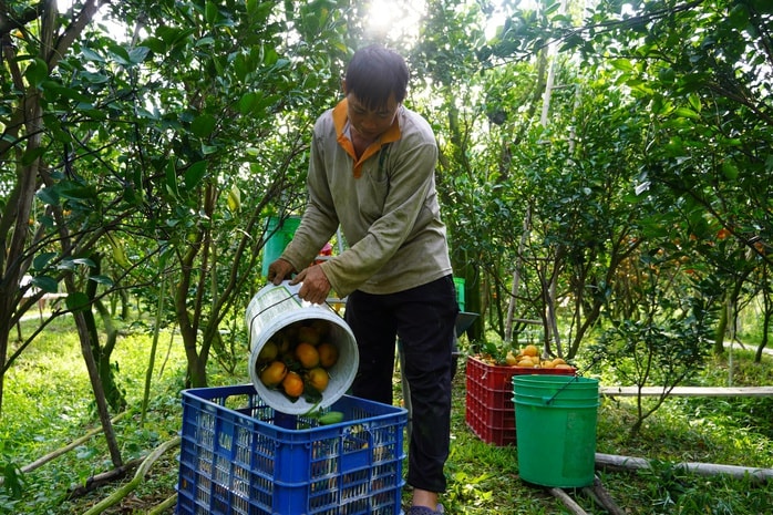 Nhà vườn tất bật thu hoạch quýt hồng ngày cuối để đón Tết - Ảnh 18.