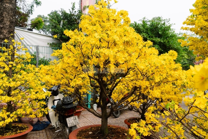 VIDEO: Chiêm ngưỡng cặp mai giảo "khủng" gần 40 năm tuổi, giá 700 triệu đồng ở TPHCM - Ảnh 9.