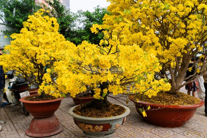 VIDEO: Chiêm ngưỡng cặp mai giảo "khủng" gần 40 năm tuổi, giá 700 triệu đồng ở TPHCM - Ảnh 10.