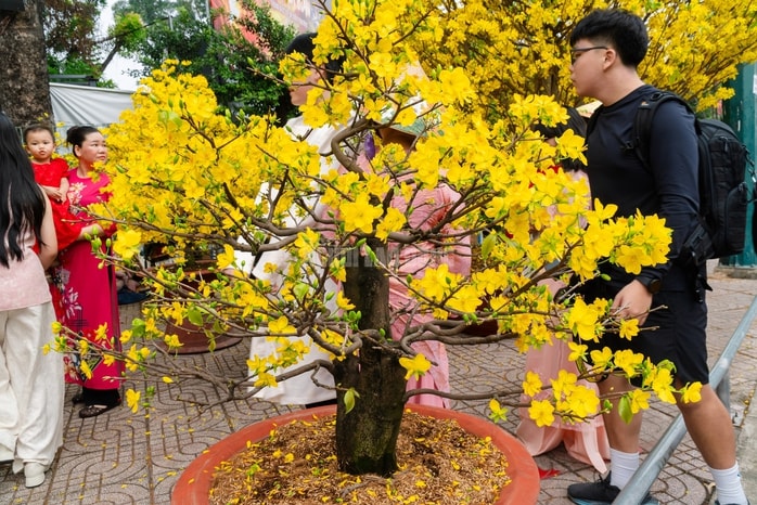 VIDEO: Chiêm ngưỡng cặp mai giảo "khủng" gần 40 năm tuổi, giá 700 triệu đồng ở TPHCM - Ảnh 14.