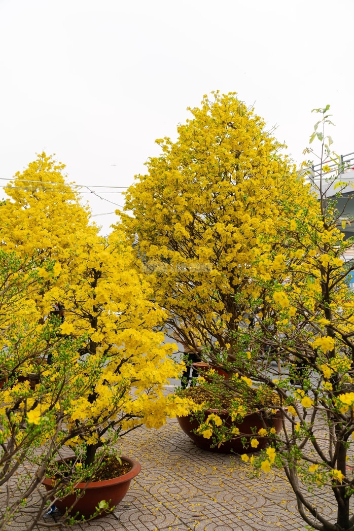 VIDEO: Chiêm ngưỡng cặp mai giảo "khủng" gần 40 năm tuổi, giá 700 triệu đồng ở TPHCM - Ảnh 6.