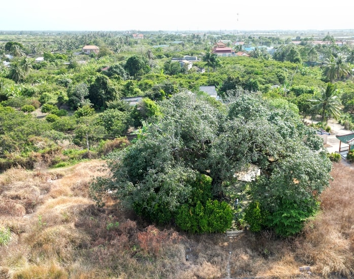 VIDEO: Cây xoài hơn 300 tuổi ở Cà Mau và giai thoại "thần hổ" - Ảnh 1.