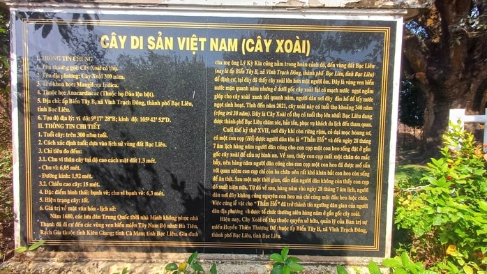 VIDEO: Cây xoài hơn 300 tuổi ở Cà Mau và giai thoại "thần hổ" - Ảnh 2.