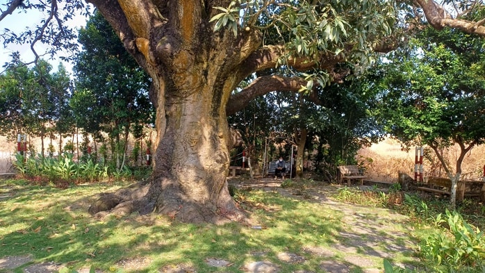 VIDEO: Cây xoài hơn 300 tuổi ở Cà Mau và giai thoại "thần hổ" - Ảnh 3.